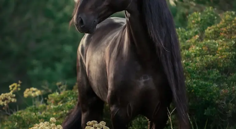 A dark horse standing in a sunlit meadow with white wildflowers.