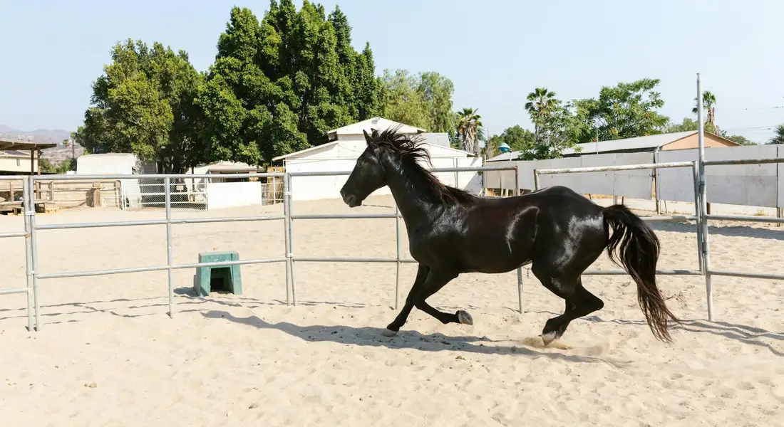 A sleek black horse running across a sandy paddock with white fences and distant buildings under a clear sky.