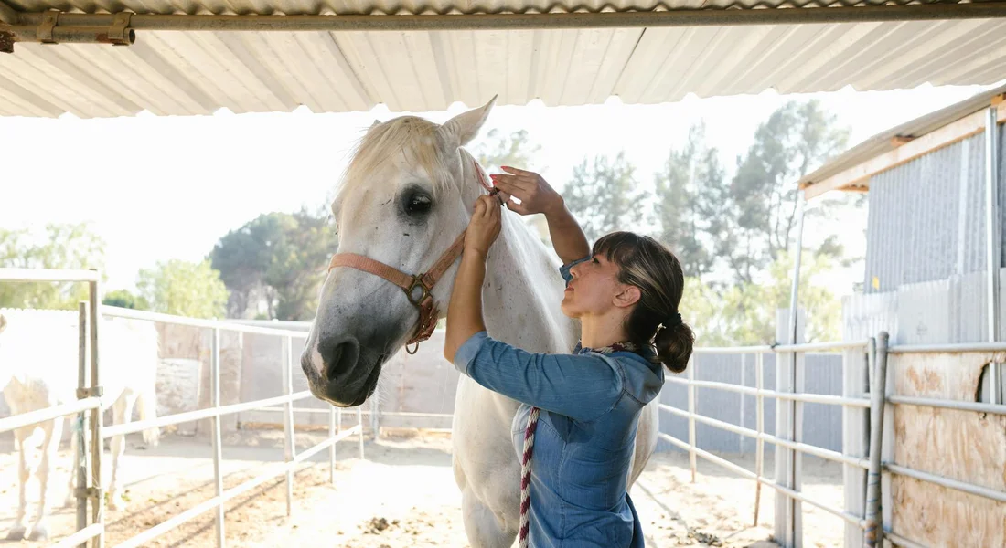 A person adjusts the bridle on a white horse inside a shaded stable.