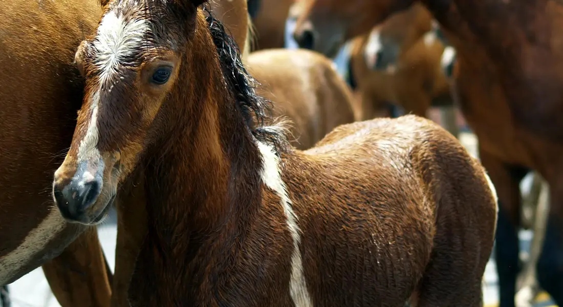 A young brown foal with a white blaze on its face standing among other horses in a sunlit paddock.