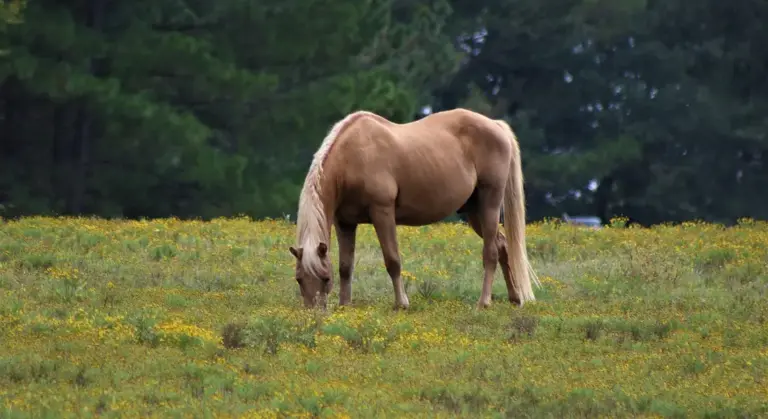 Buckskin horse grazing in a meadow with yellow wildflowers and a forest backdrop.