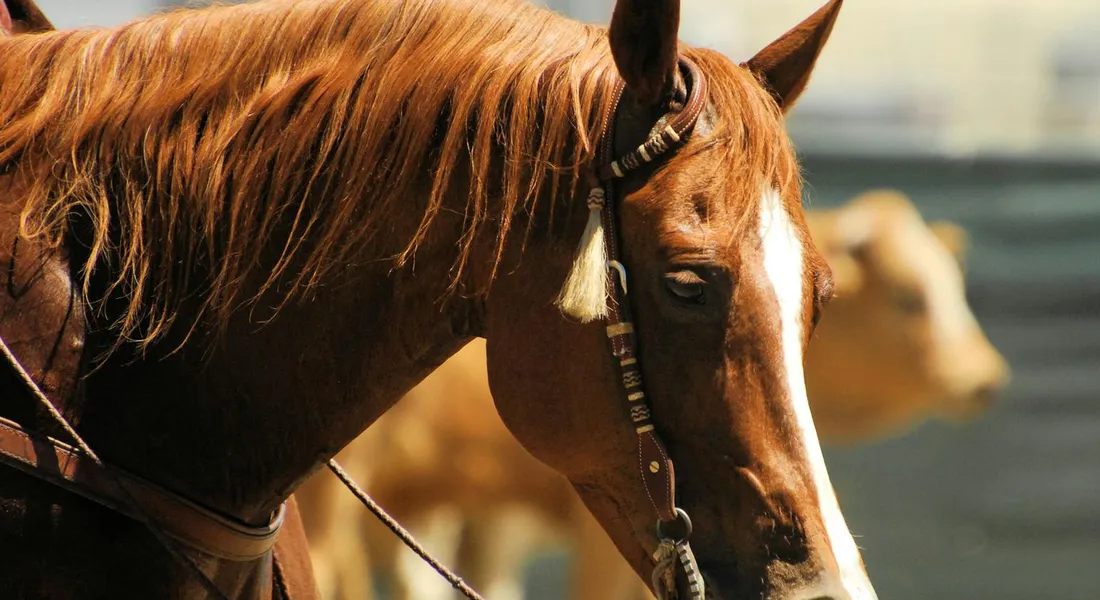 Close-up of a chestnut horse wearing a halter