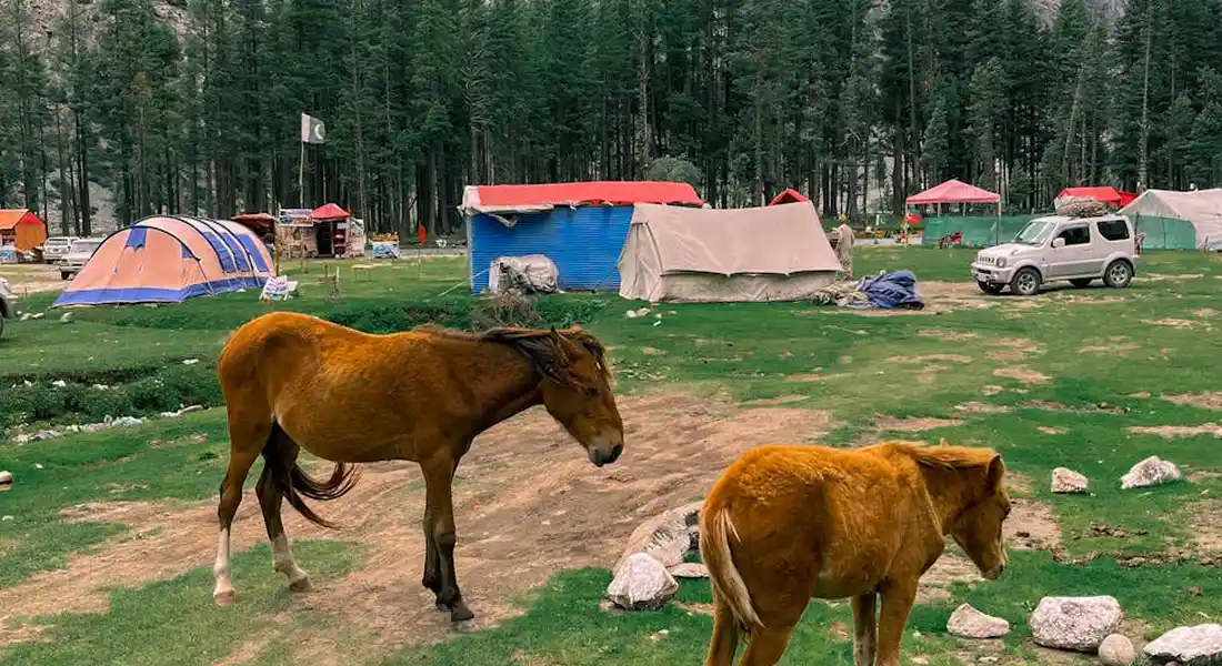 Two brown horses grazing in a grassy campground with colorful tents, pavilions, and a forest backdrop.