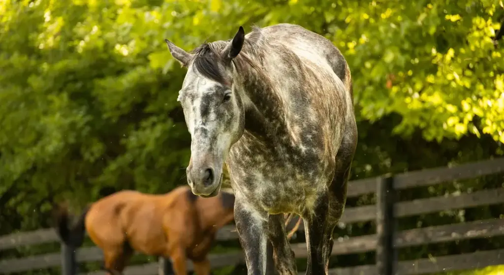 Can Horses Eat Lettuce and Eggplant? A Practical Vegetable Safety Guide