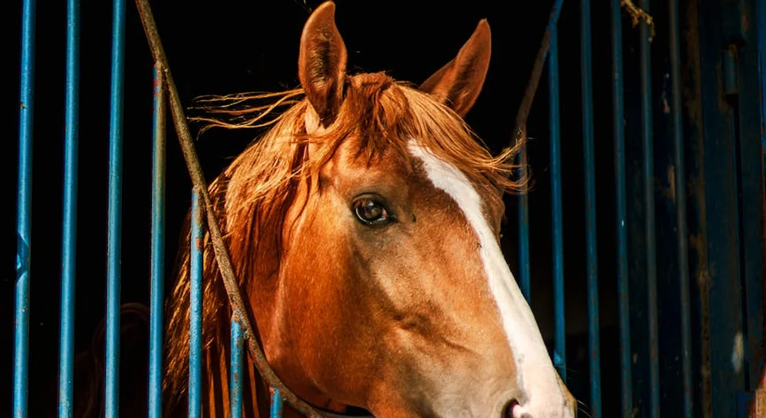 Close-up of a horse peering from a stall with blue metal bars, underscoring careful hay selection and gradual introduction of new forage.
