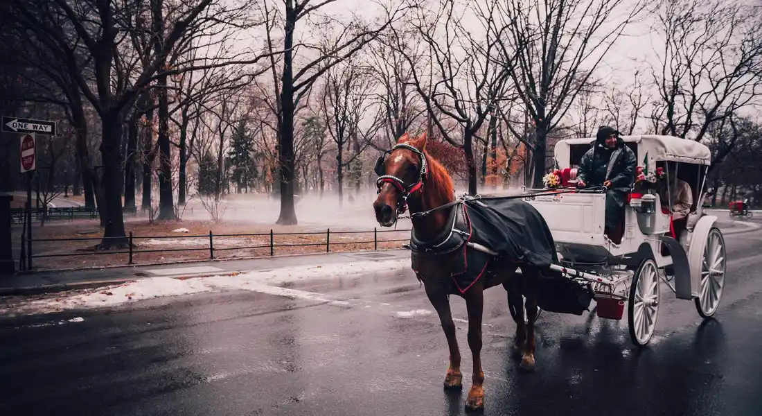 A draft horse in harness pulling a white carriage along a wet, leafless-tree-lined street on a chilly day.