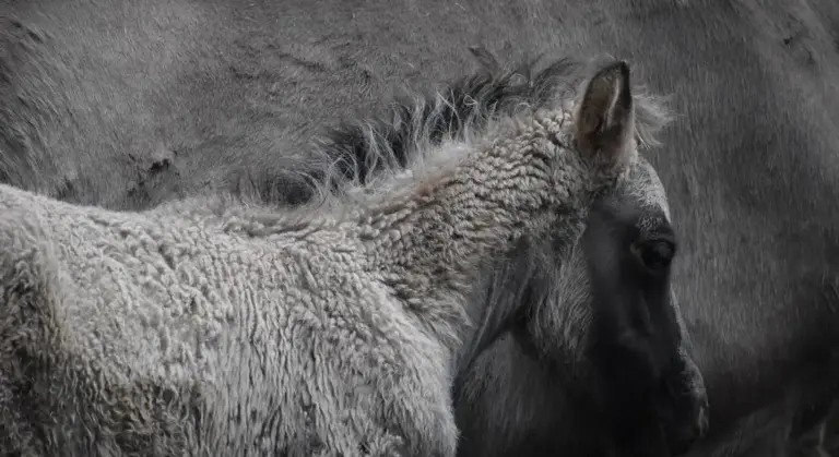 Close-up of a gray Clydesdale horse's head and neck in black and white.