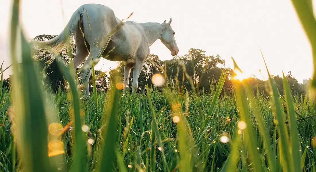 A light gray draft horse grazing in a sunlit meadow with tall grass at sunset.