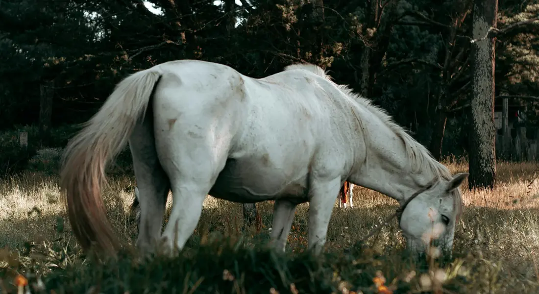 A white Clydesdale horse grazing in a sunlit meadow with a forest in the background.