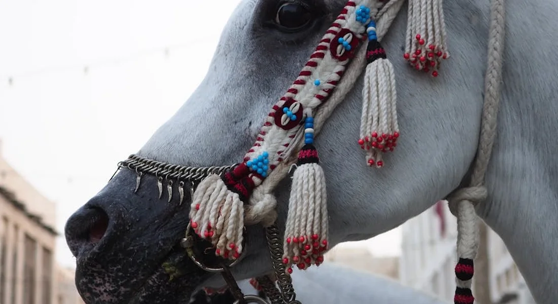 Close-up of a gray Clydesdale wearing a decorative tasselled bridle