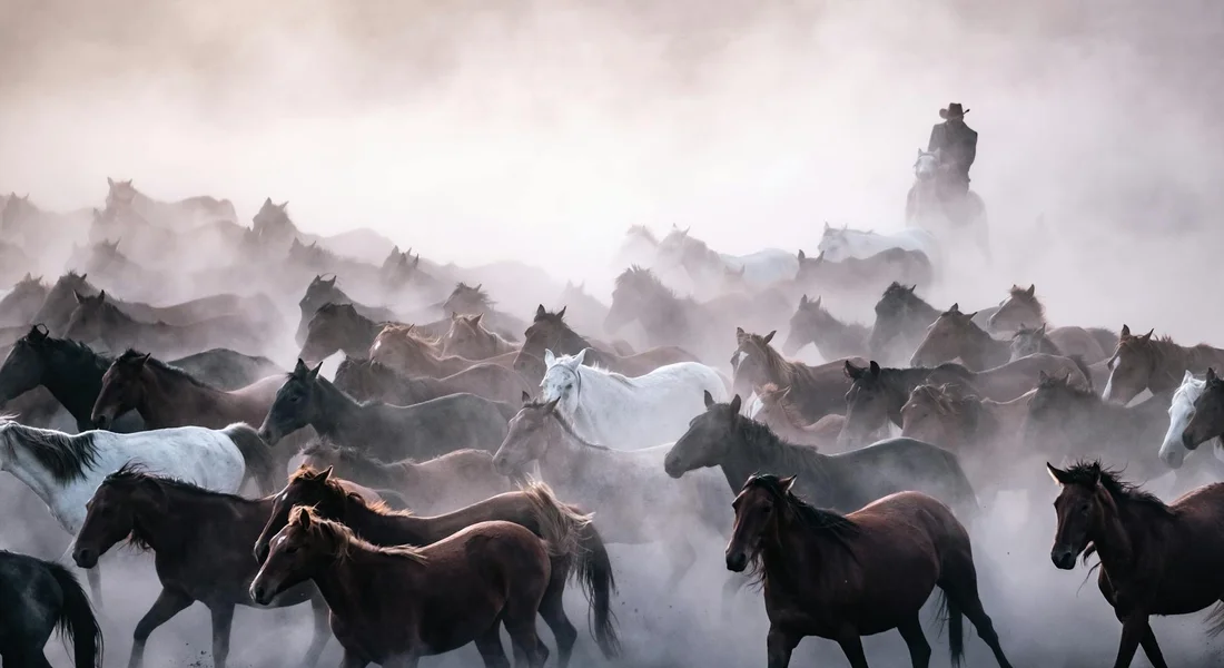 Group of Clydesdale horses standing in a foggy, misty landscape with a mix of dark and light-colored horses.