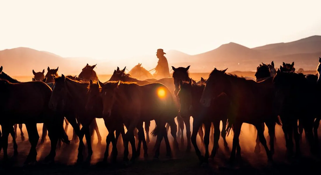 Silhouetted Clydesdale horses at sunset with a distant handler on horseback, casting long shadows across a dusty landscape.
