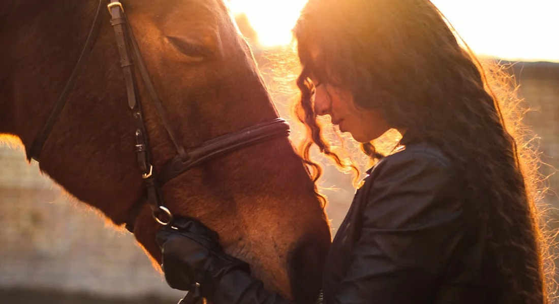 A person gently cradles the muzzle of a calm Clydesdale horse at sunset, showcasing trust and close human-horse interaction.