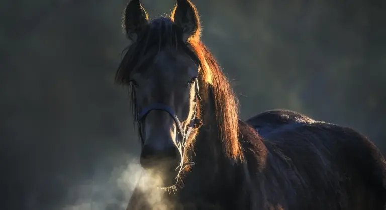 Close-up portrait of a dark draft horse with a long mane in a misty, low-light setting.