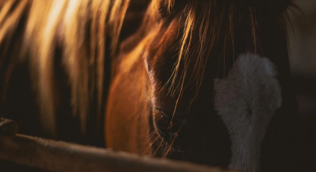 Close-up of a horse's head with a dark background, highlighting the cob's compact, sturdy build used to compare sizes with ponies and larger horses.