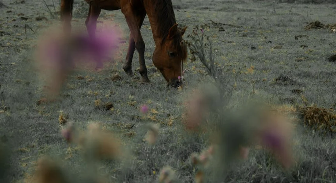 Horse grazing in a dry, open field with softly blurred wildflowers in the foreground