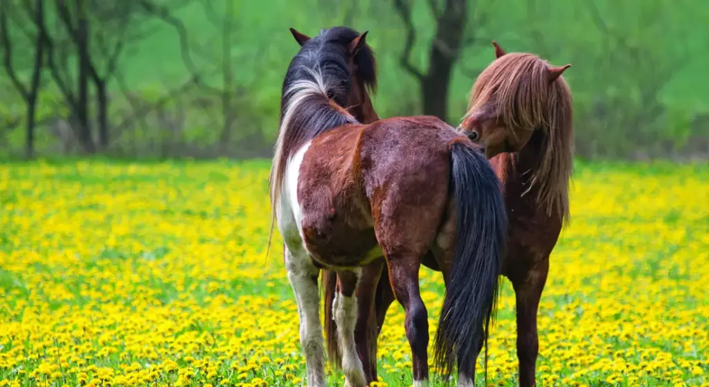Common Horse Grooming Errors and Simple Fixes for a Happier Horse