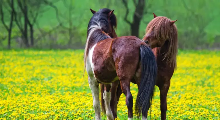 Two horses standing in a bright field of yellow flowers with a green, forested background.