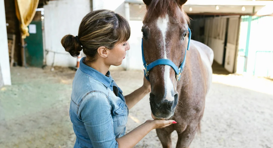A trainer in a denim shirt gently guides a horse with a blue halter in a stable, illustrating calm ground manners.