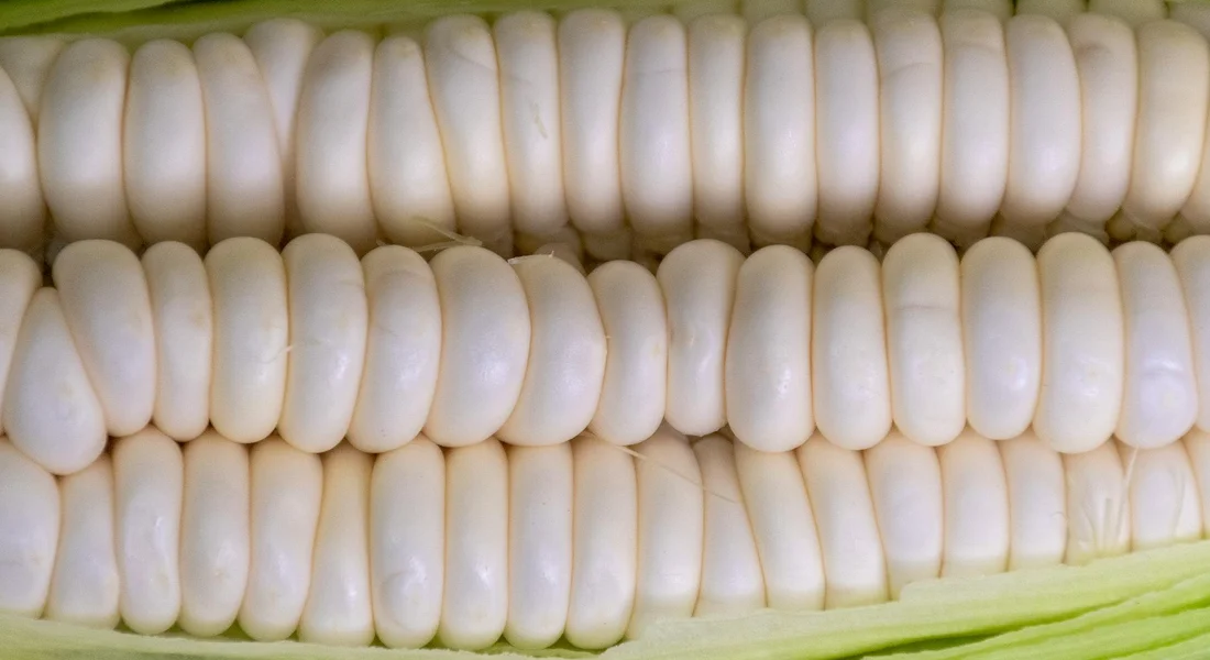 Close-up of white corn kernels on the cob