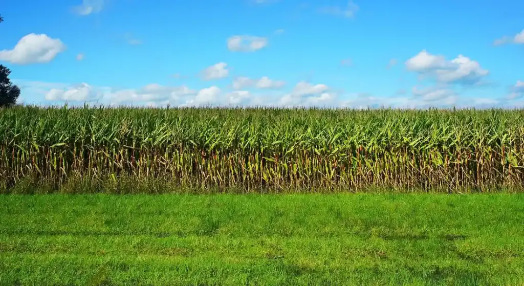 Can Horses Eat Corn on the Cob? A Practical Safety Guide for Horse Owners