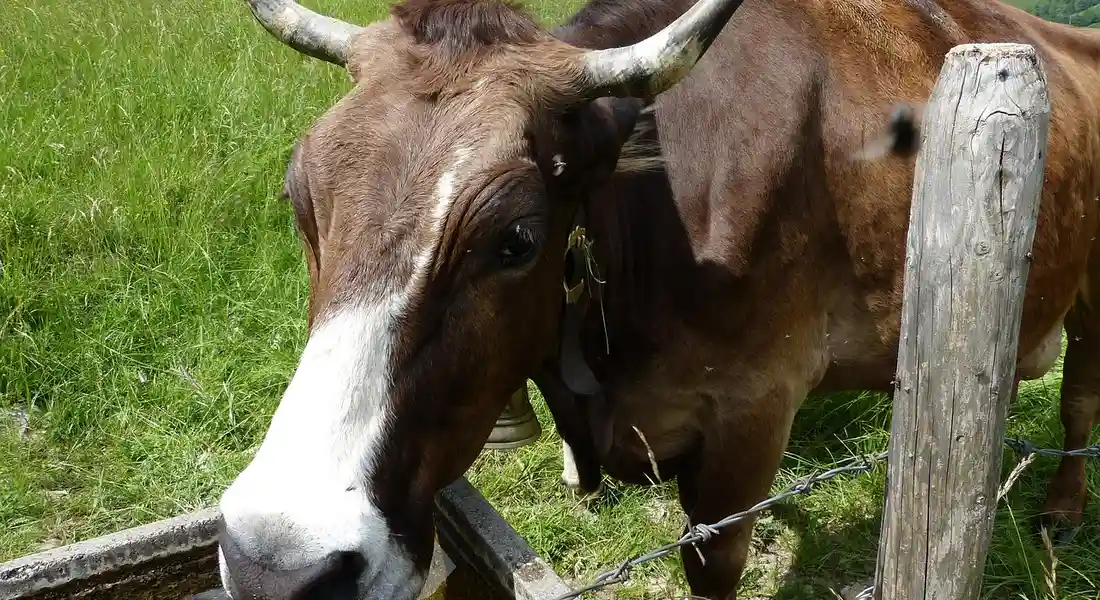 Close-up of a brown and white cow near a wooden fence in a grassy field, illustrating farm infrastructure for water access and animal housing.