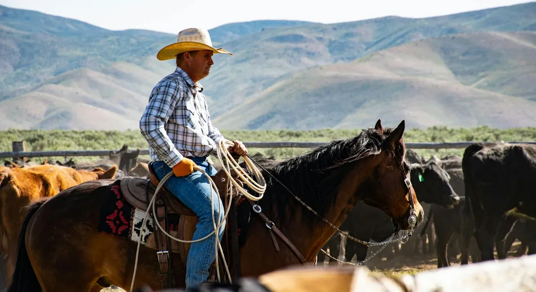 A cowboy wearing a wide-brimmed hat and plaid shirt sits on a brown horse with a rope at the saddle, overlooking a herd of cattle against distant hills.