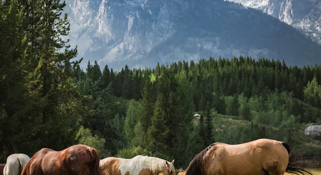 Group of horses grazing calmly in a pasture with evergreen trees and mountains in the background.