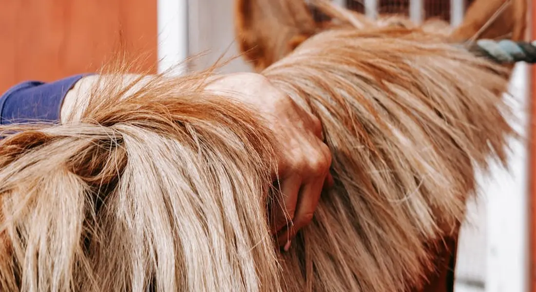 Close-up of a light-colored horse's head being gently stroked, illustrating affectionate contact between horse and handler.