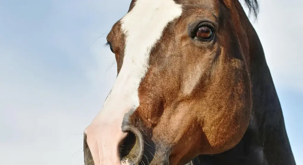 What is a Cutting Horse in Equestrian Sport?
