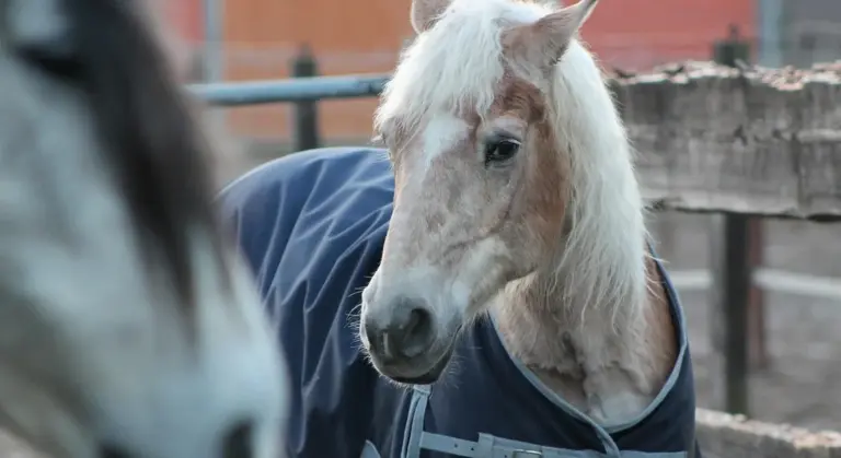 Close-up of a pale-colored senior horse wearing a blanket in a paddock, with another horse blurred in the foreground.