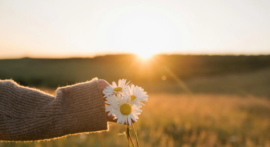 A gloved hand holding a small bouquet of white daisies in a sunlit field.