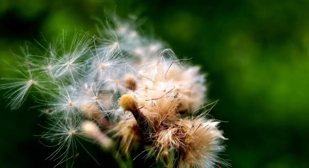 Can Horses Eat Weeds? Your Practical Identification Guide for Safe Pastures