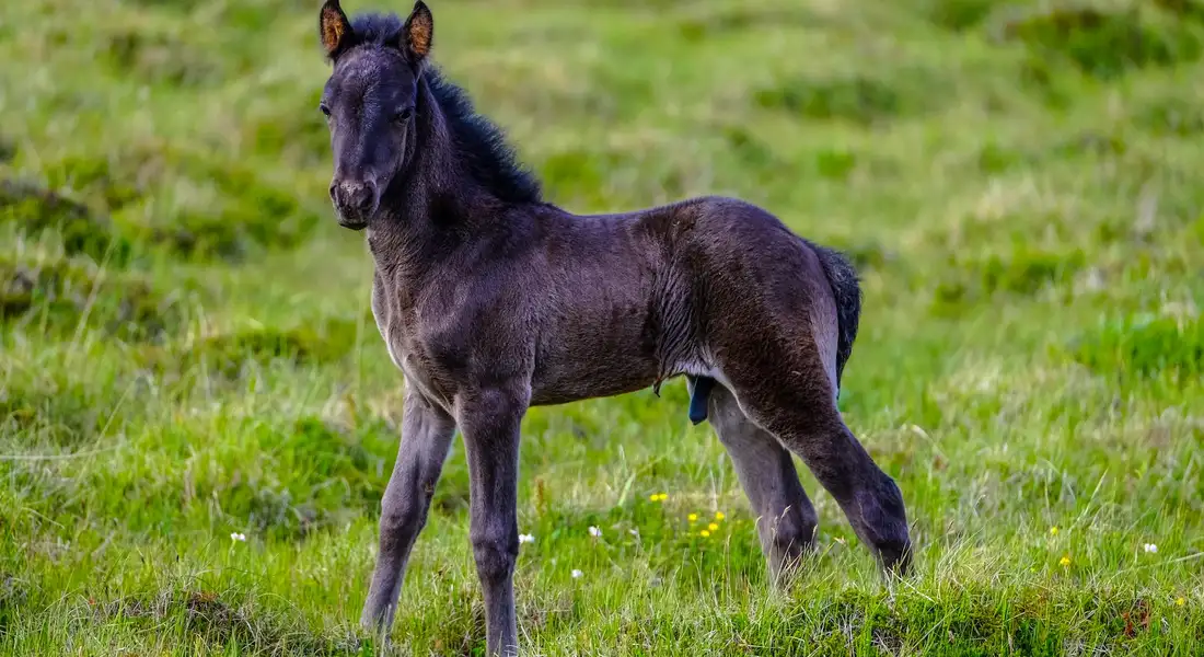 Dark foal standing in a green pasture, looking toward the camera.