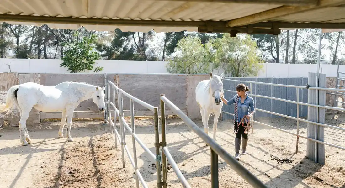 A trainer guides a horse in a fenced pen under a covered area, demonstrating desensitization training through gradual exposure.