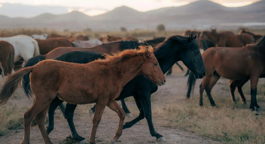 Horses of various colors walk together across a dry, sandy plain with distant mountains under a pale sky.