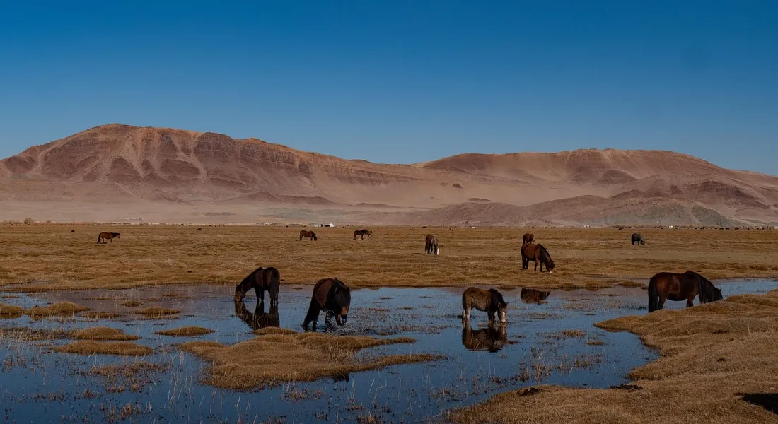 Horses drinking from a shallow lake in a dry, open plain with brown grass and distant desert mountains under a blue sky.