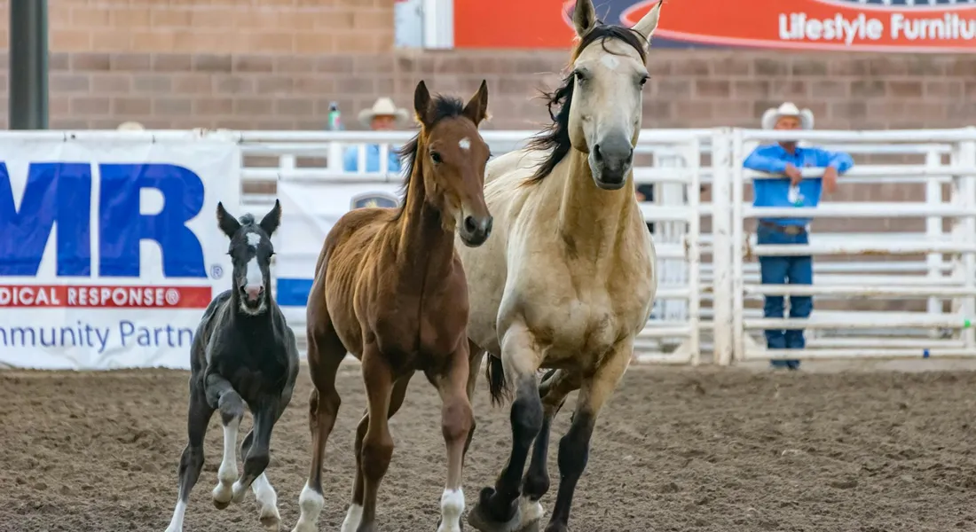 Three horses galloping toward the camera inside a fenced arena with banners and onlookers in the background.
