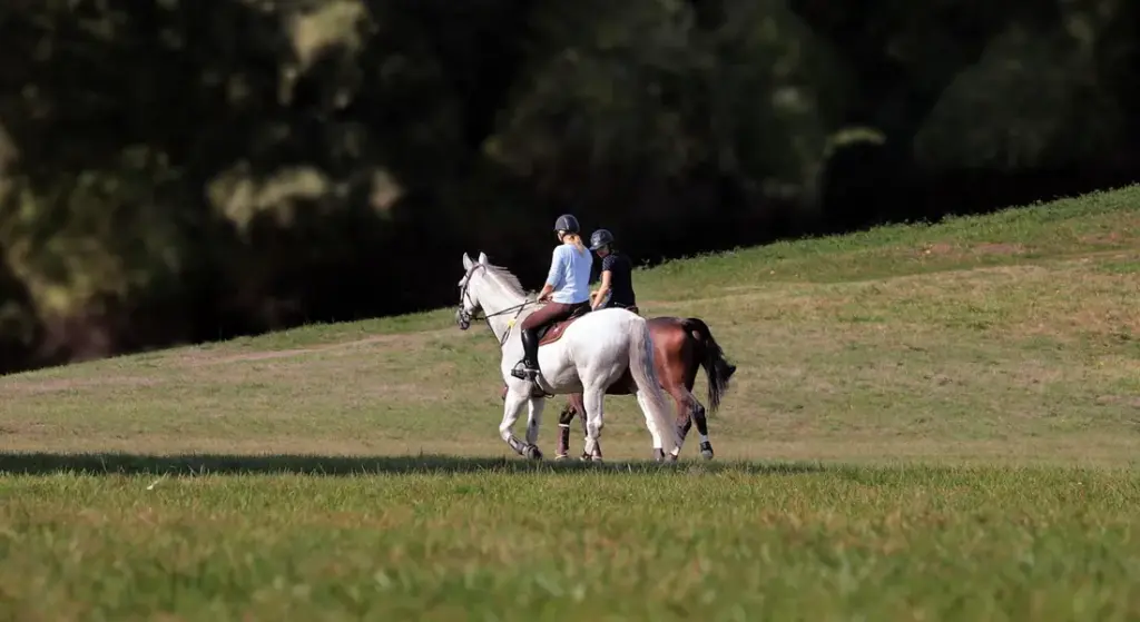 Do Horses Enjoy Being Ridden? Understanding Their Comfort and Response