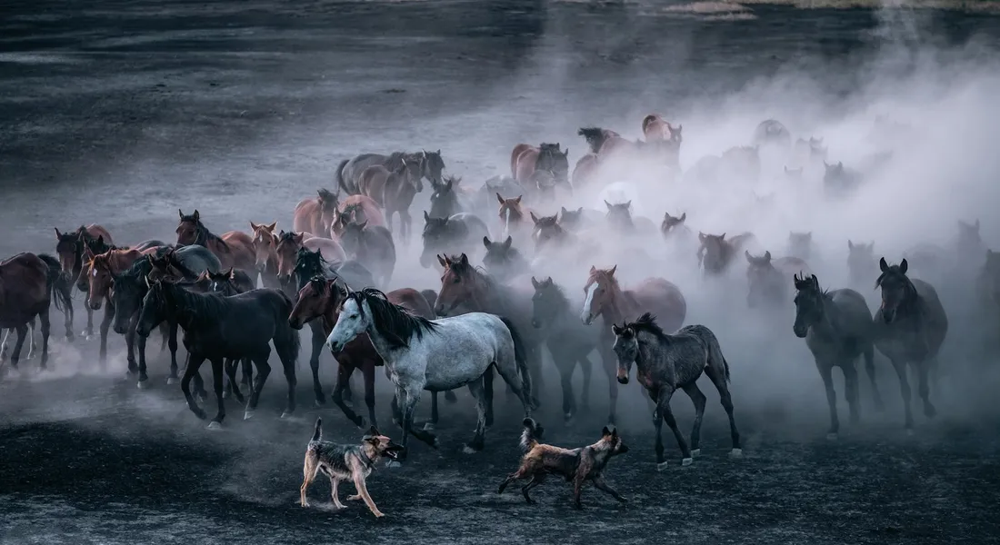 A herd of tall draft horses, some gray and dark, moving through a misty shoreline or river, highlighting the stately build of breeds like Shires.
