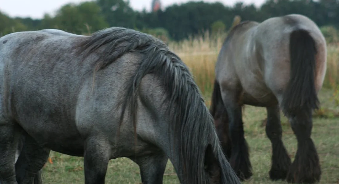 Two gray draft horses grazing in a pasture, showcasing their large, muscular builds and calm, steady demeanor.