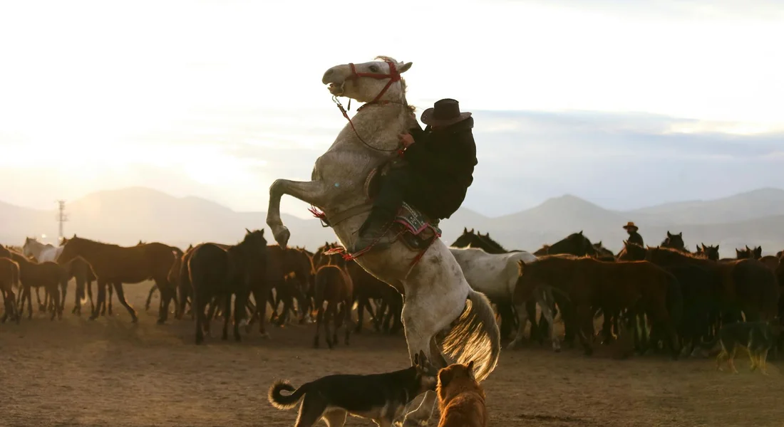 A white draft horse rears on its hind legs with a rider on its back, surrounded by a herd of horses in a dusty arena with mountains in the distance.