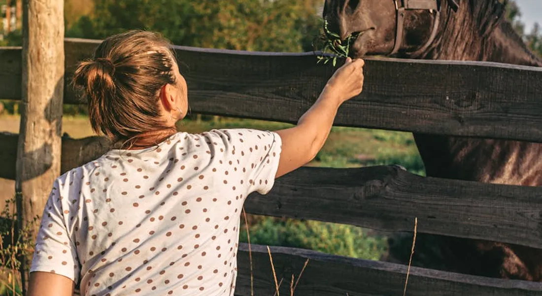 Person wearing a white polka-dot shirt reaches through a wooden fence toward a horse, illustrating vigilance and urgent veterinary guidance in emergency feeding.