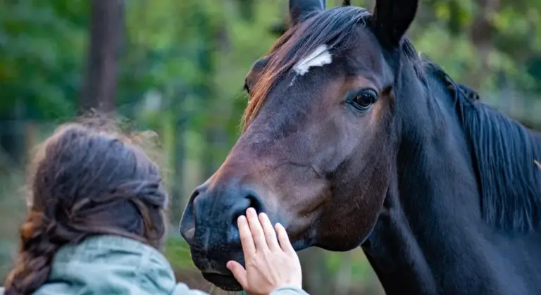 Close-up of a person reaching toward a calm horse's muzzle in an outdoor setting.