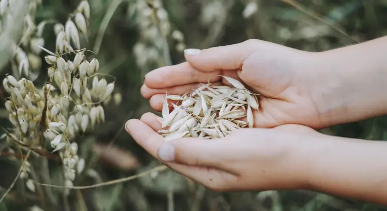 Two hands cupping a handful of grain kernels with a blurred field in the background.