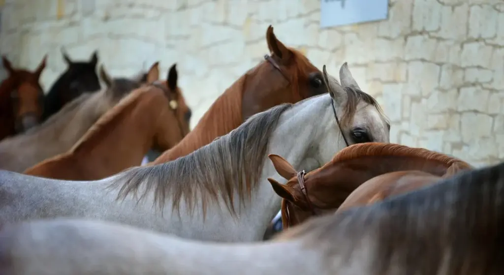 Basic Equine Massage: A Hands-On Guide to Soothe Your Horse’s Sore Muscles