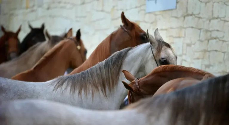 Several horses with their heads close together in front of a stone wall, creating a calm, compact scene suitable for massage demonstrations.