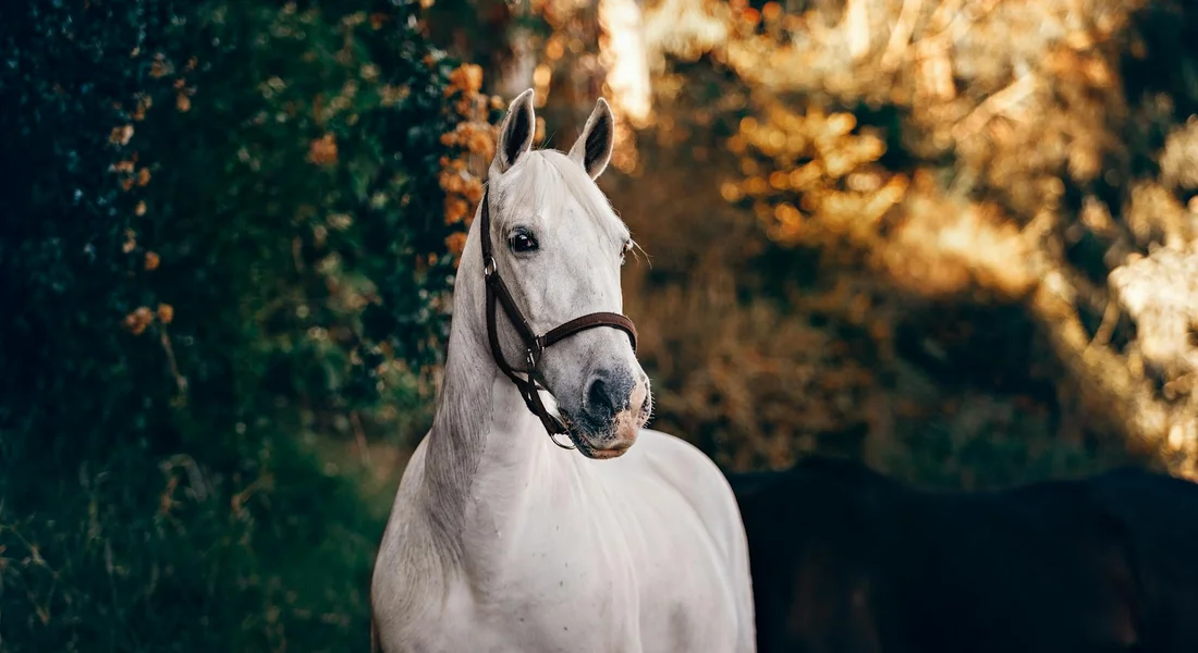 Gray horse wearing a halter, standing in a sunlit outdoor setting with autumn trees in the background.