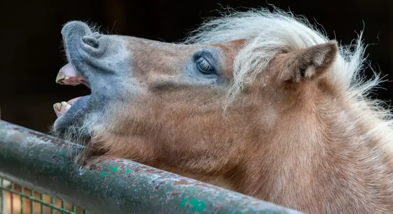 Close-up of a horse with its mouth open against a fence, illustrating the equine oral anatomy.