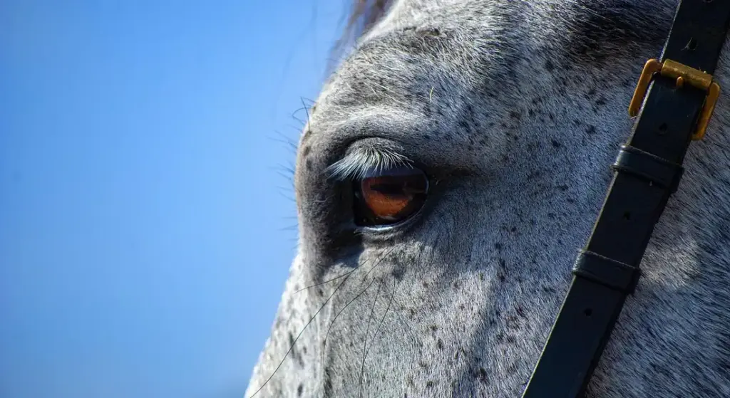 Major Medical vs. Surgical-Only: Your Guide to Equine Insurance Decisions